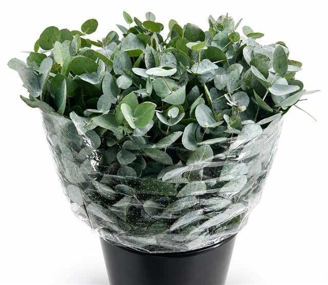 Euc Cinerea Per Bos
