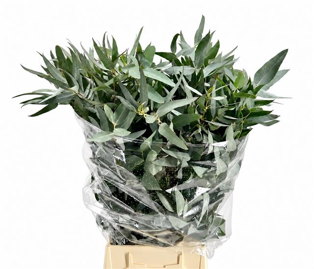 Eucalyptus Leaves Bnch 60cm 200gram