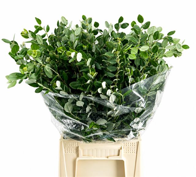 Pittosporum Bs