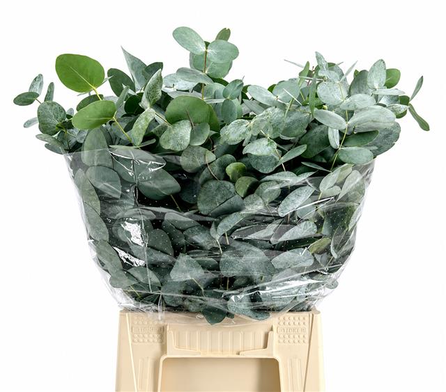 Euc Cinerea Per Bos