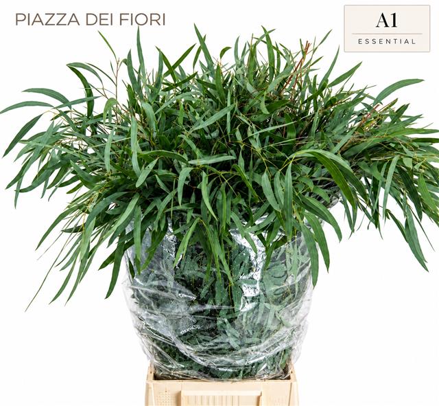 Eucalyptus Leaves Bnch 60cm 300gram