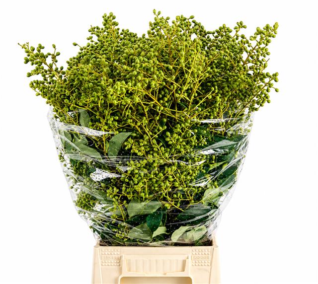 Ligustrum Green Berries