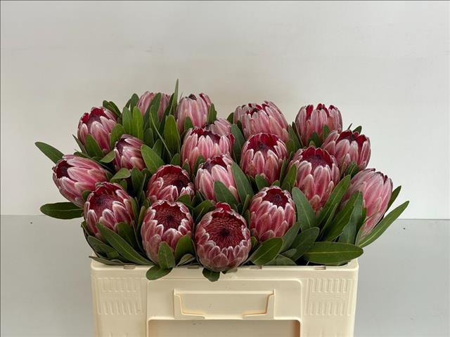 Protea Pink Ice 50cm