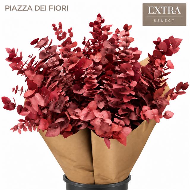 Eucalyptus Leaves Bnch 70cm 150gram