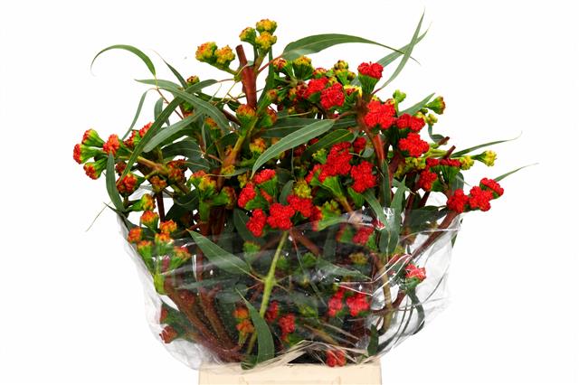 Euc. Cardinale Flowers Red