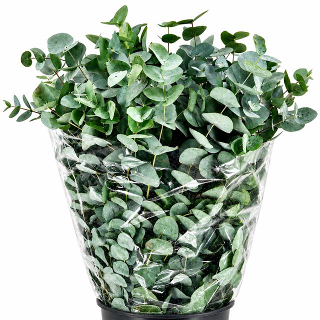 Eucalyptus Cinerea 70cm 200gram