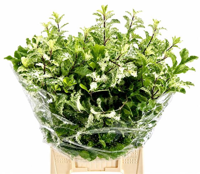 Pittosporum Bs