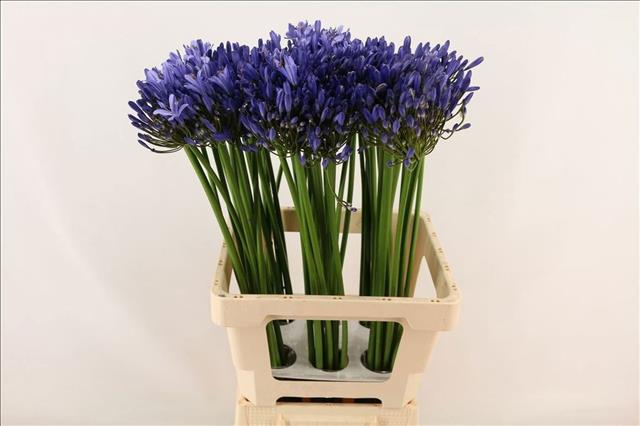Agapanthus Uri 70cm