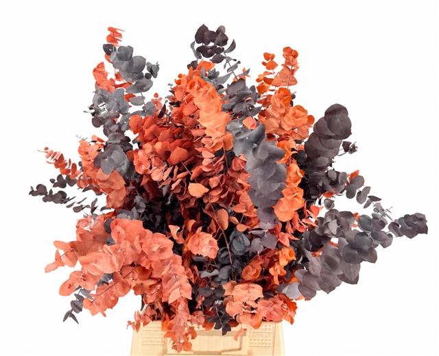 Eucalyptus Leaves Bnch 70cm 150gram