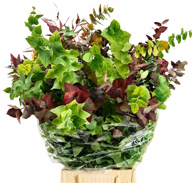 Euc. Stuartiana Autunno