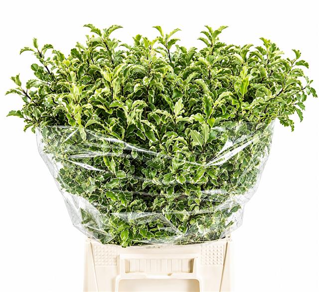 Pittosporum Bs