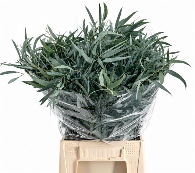Eucalyptus Leaves Bnch 50cm 150gram