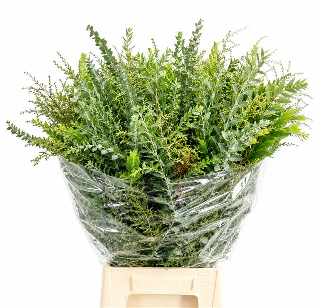 Acacia Decurrens Pb 70cm 200gram
