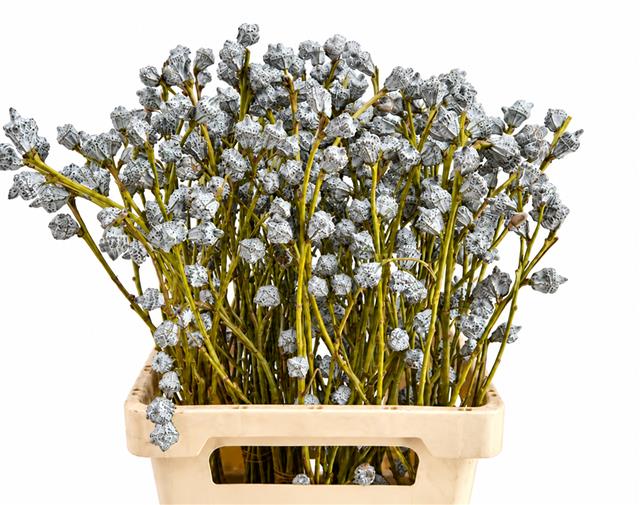 Eucalyptus Bnch Globulus 60cm 250gram