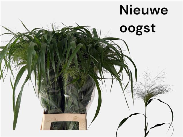 Panicum Fountain 80cm