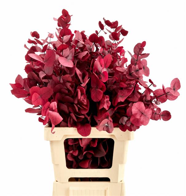 Euc. Cinerea Preserved Cerise