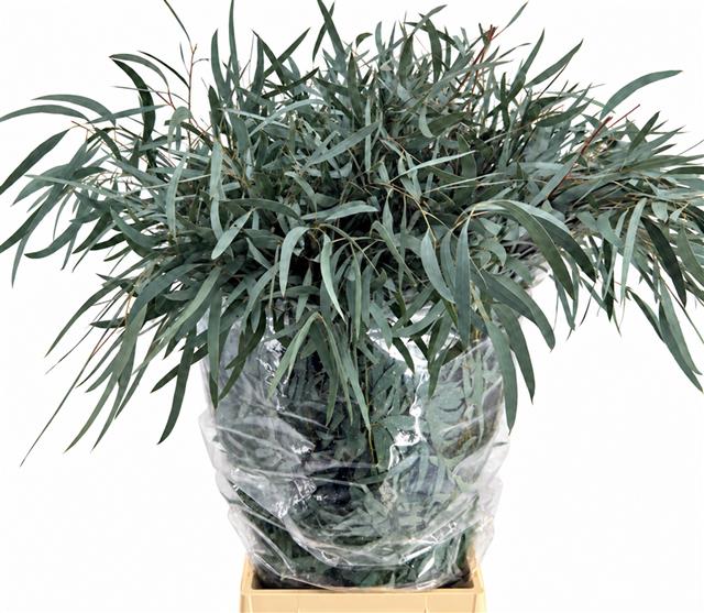 Eucalyptus Leaves Bnch 60cm 200gram