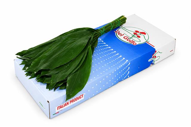 Aspid Elatior Bs