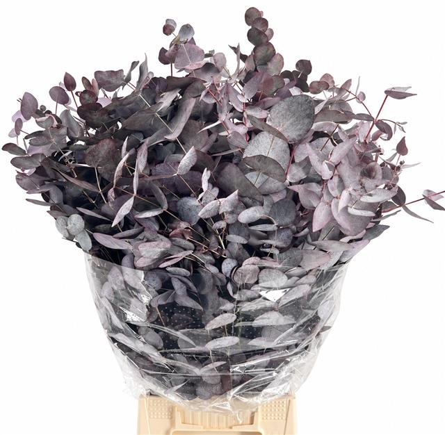 Eucalyptus Painted 60cm 200gram