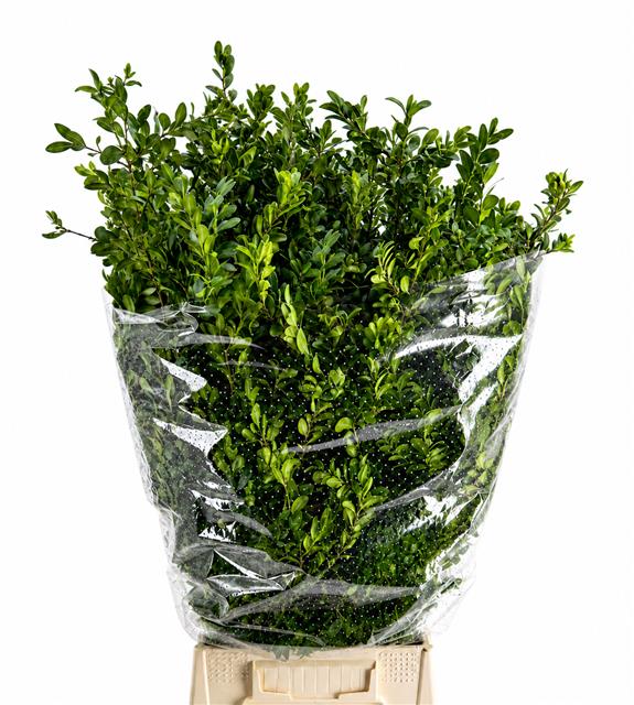 Buxus Semp Bs