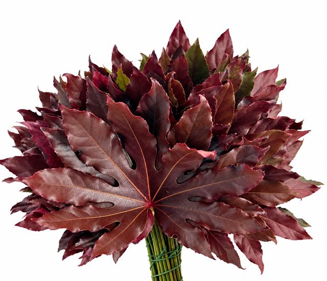 Fatsia Jap Klb 21%