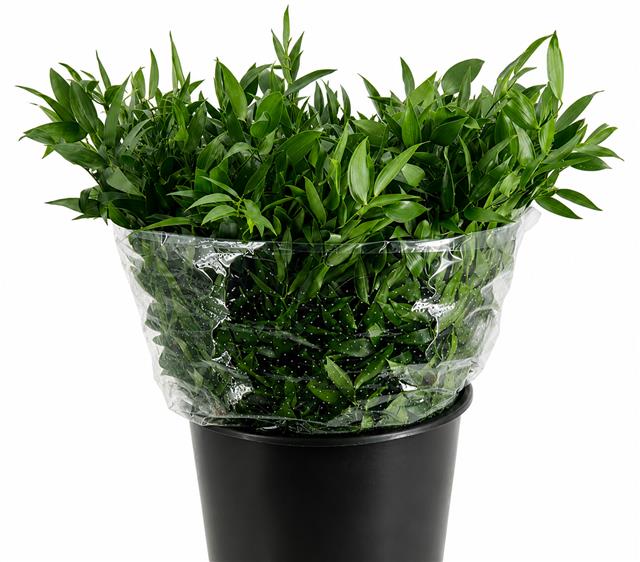 Ruscus Aculeatus