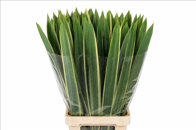 Phormium Ten Variega 90cm