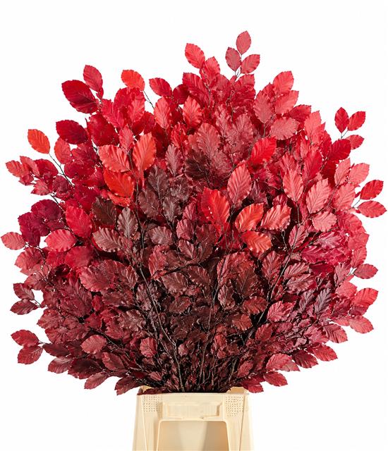 Faggio Preserved Red (beech,beuk)