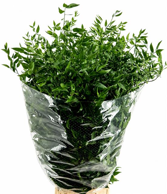 Ruscus Aculeatus