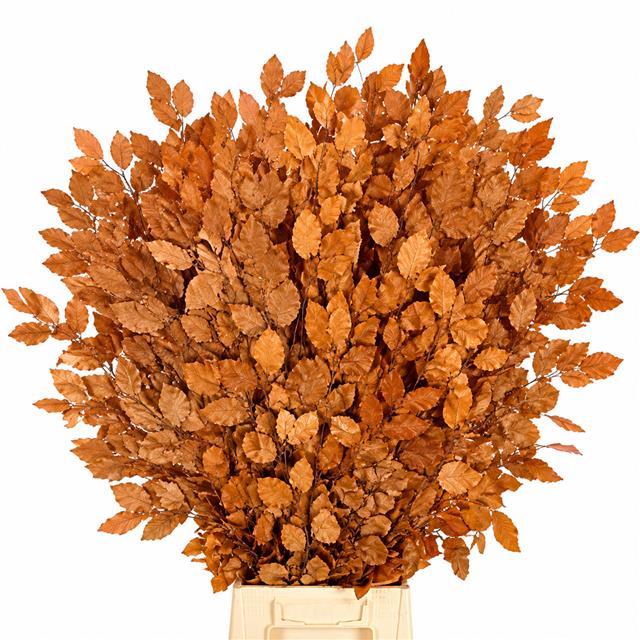Faggio Preserved Orange (beech,beuk)