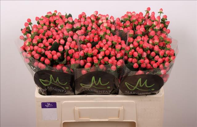 Hyp Sisu Flirt 50cm