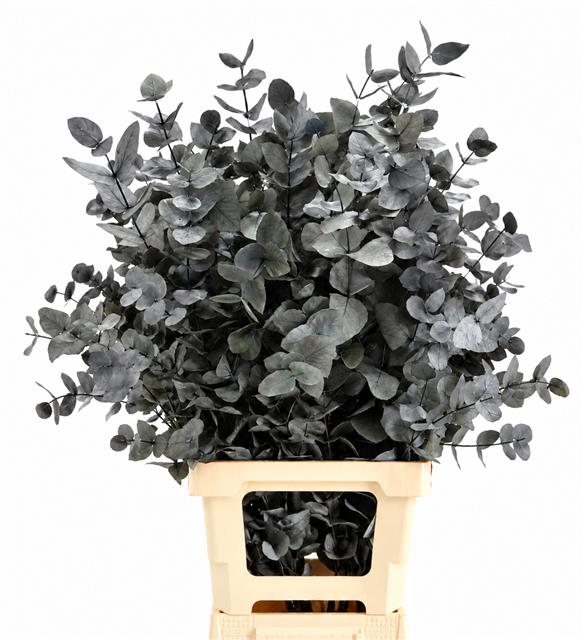 Eucalyptus Painted 70cm 150gram