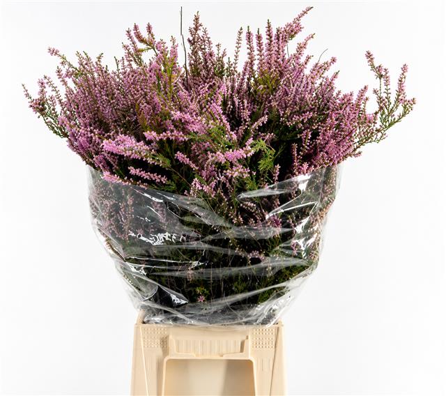 Erica Pink (per Bunch)