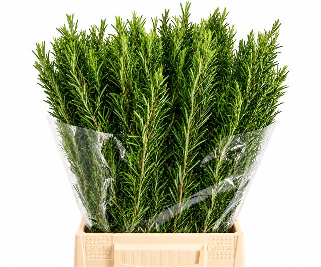 Rosmarinus Officinal 50cm 200gram