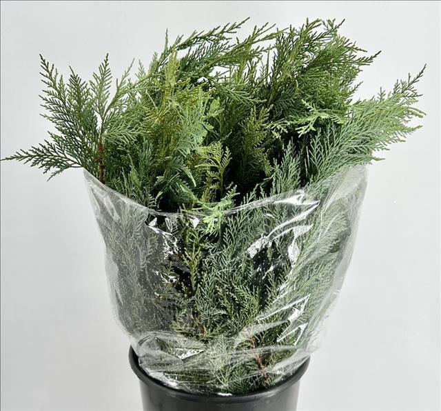 Chamaecyparis 60cm 400gram
