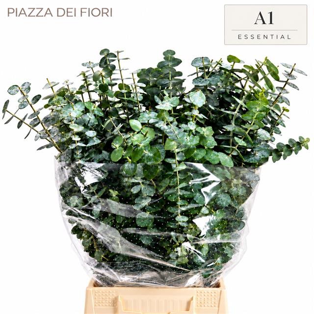 Eucalyptus Baby Blue Per Bunch 50cm 150gram