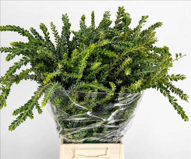 Acacia Decurrens Pb 70cm 200gram