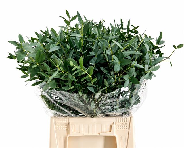 Euc Parvifolia P Bs