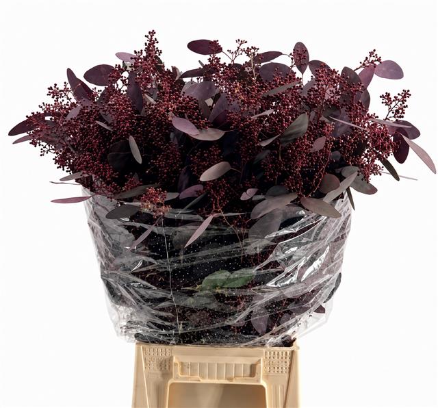 Euc. Populus Grain Absorbed Red