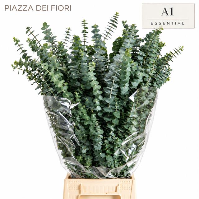 Eucalyptus Baby Blue Per Bunch 70cm 200gram