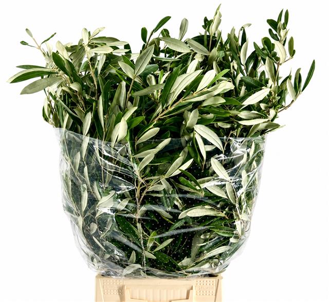 Olea Europaea Bs
