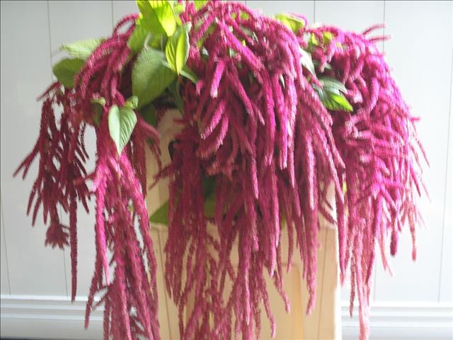 Amaranthus Hang Lovely Bleed 80cm