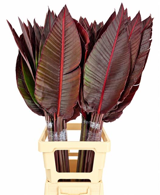 Strelitzia Bl Kl 100cm