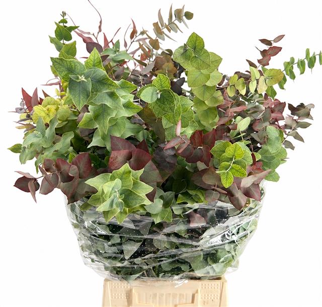 Eucalyptus Leaves Bnch 70cm 200gram