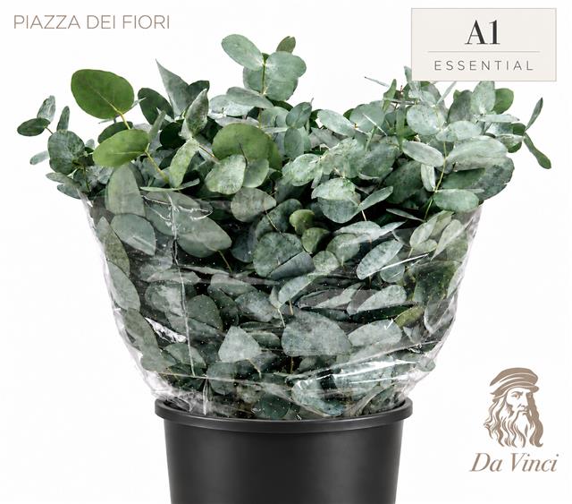 Eucalyptus Cinerea 50cm 150gram