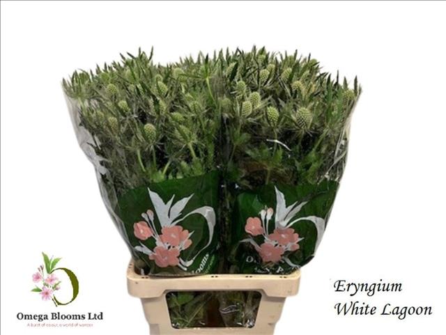 Eryngium White Lagoon 70cm