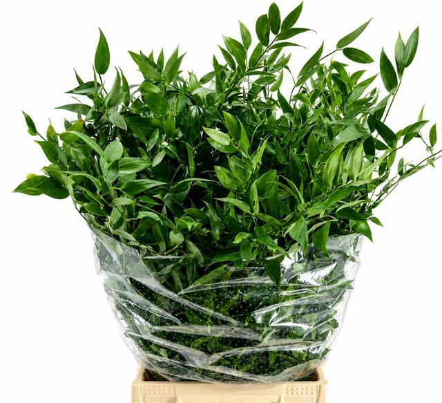 Ruscus Aculeatus