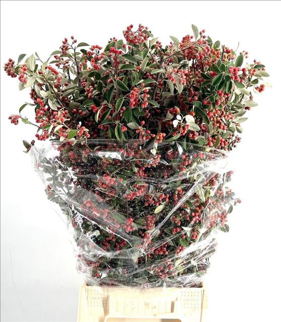 Coto Franchetii