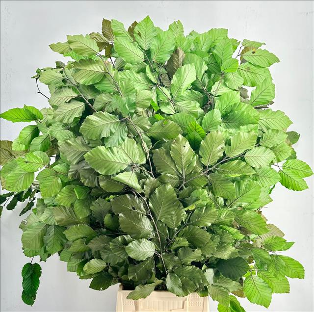 Faggio Preserved Green (beech,beuk)