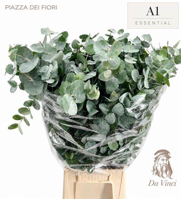 Eucalyptus Cinerea 70cm 300gram